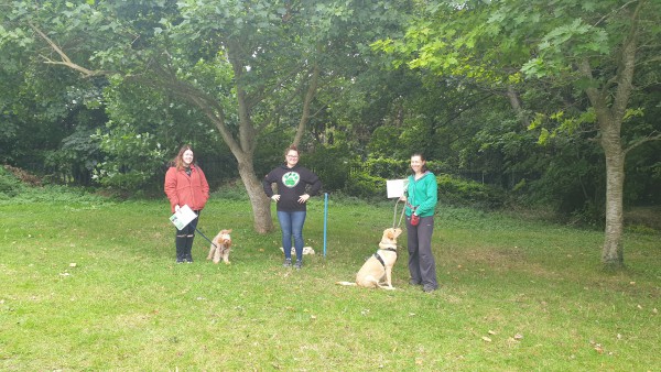 Dog Training Class | Rathfarnham | Ballinteer