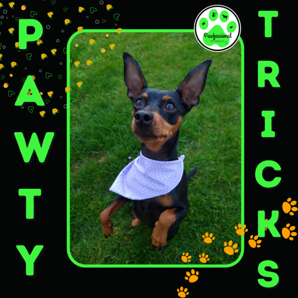 Pawty Tricks