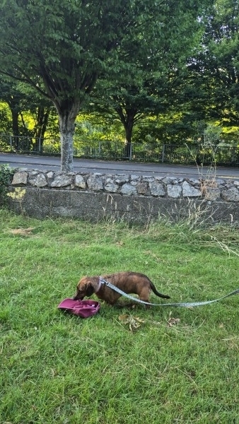 Scent Detection
