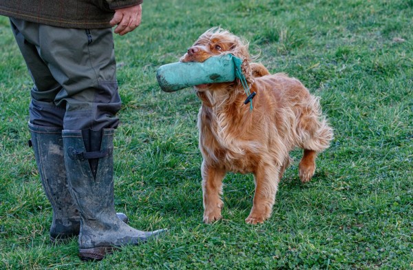 Fun Gun Dog Workshop