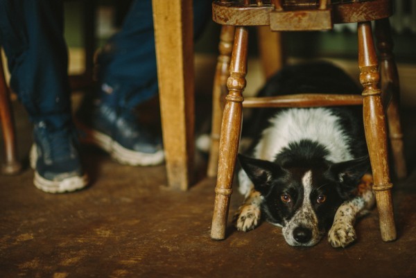 Pub Dog Workshop