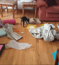 Photo of small black and tan puppy exploring new surface textures