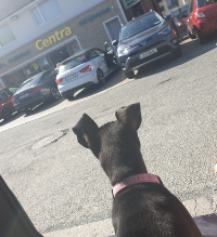 Photo of a small black puppy with pink collar sitting in a car and looking at a Centra shopfront and vehicles