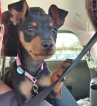 Photo of a small black and tan puppy with pink collar laying on a person's shoulder in a vehicle and looking out the window calmly.